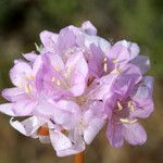 Armeria pungens Flor