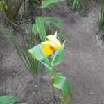 Canna flaccida Leaf