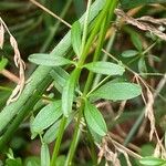 Galium palustre Hoja