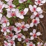 Darmera peltata Flower