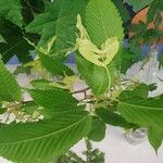 Acer carpinifolium Likasa