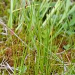 Carex chordorrhiza Habit