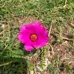 Portulaca pilosaFlower