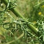 Centaurea stoebe Leaf