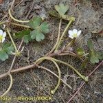 Ranunculus tripartitus Vivejo