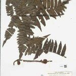 Cyathea cyatheoides Folla