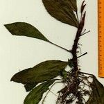 Anthurium obtusum Other