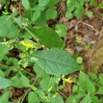 Crepidiastrum denticulatum Leaf