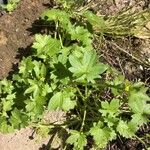 Ranunculus parviflorus Leaf