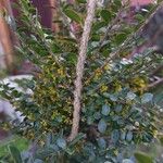 Azara microphylla Blatt