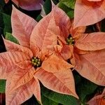 Euphorbia pulcherrima പുഷ്പം