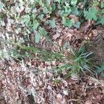 Luzula multiflora Pokrój