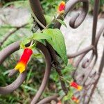 Manettia luteorubra Flor