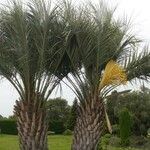 Butia capitata आदत