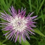 Centaurea nigrescens Blüte