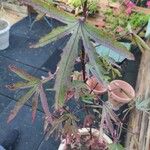 Hibiscus sabdariffa Folha