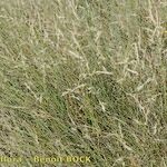 Festuca juncifolia Pokrój