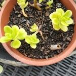 Sedum kimnachii List