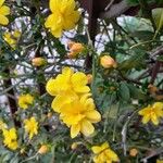 Jasminum mesnyiപുഷ്പം