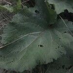 Arctium lappaBlad