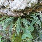 Asplenium virideLevél