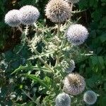 Echinops sphaerocephalus Hábitos