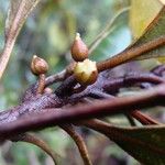 Planchonella glauca Ffrwyth