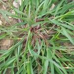 Echinochloa colonum পাতা