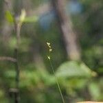 Carex disperma Květ