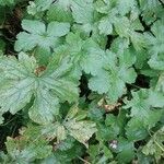 Geranium versicolor List