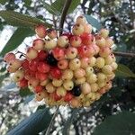 Viburnum lantana ഫലം