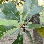 Quercus marilandica Leaf