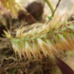 Bulbophyllum nigritianum Flower