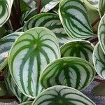 Peperomia argyreia Folha