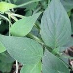 Ruellia brevifolia পাতা