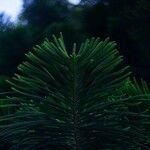 Araucaria nemorosa Hoja