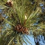 Pinus canariensis List