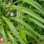 Liatris spicata Leaf