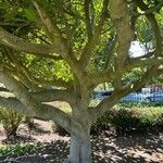 Ficus benghalensis Bark