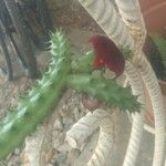 Huernia macrocarpa Žiedas