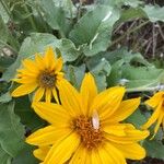 Wyethia sagittata Kvet