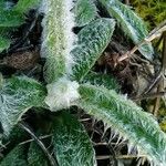 Inula montana Leaf