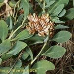 Telephium imperati Habit