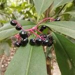 Ardisia compressa Fruit
