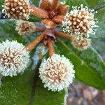 Pancheria ferruginea 花