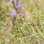 Salvia virgata ফুল