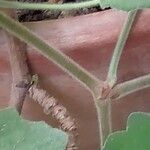 Pelargonium tomentosum Corteza