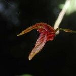 Specklinia simmleriana Fleur
