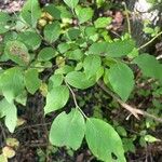 Vaccinium stamineum Leaf