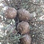 Cupressus arizonica Φρούτο